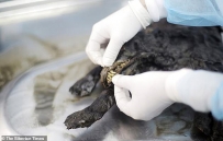 科学家首次对14300年前的“木乃伊狗”进行RNA测序